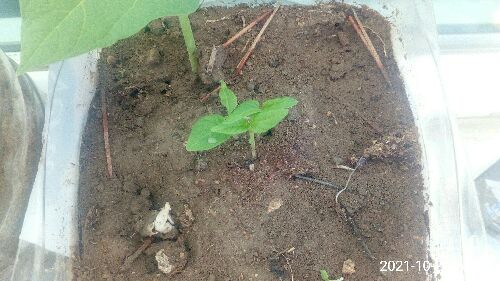 Name:  IMG_20211024_165616.jpg
Views: 417
Size:  38.1 KB
