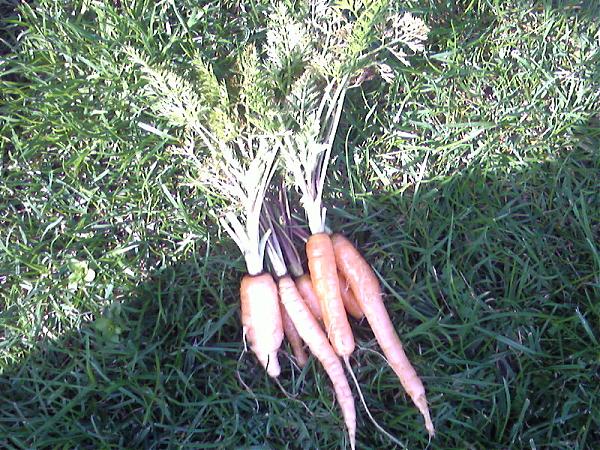 Name:  Photo-0059.jpg
Views: 34527
Size:  98.6 KB