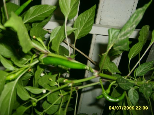 Name:  sahibinden_S5000019.jpg
Views: 1951
Size:  45.3 KB