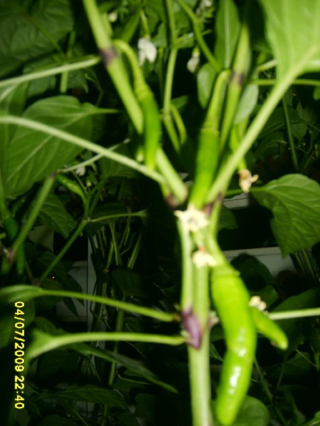 Name:  sahibinden_S5000020.jpg
Views: 1964
Size:  59.0 KB