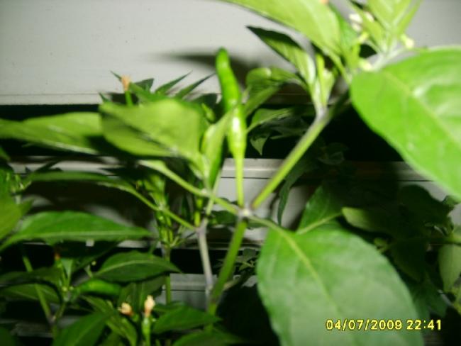 Name:  sahibinden_S5000021.jpg
Views: 1933
Size:  35.6 KB