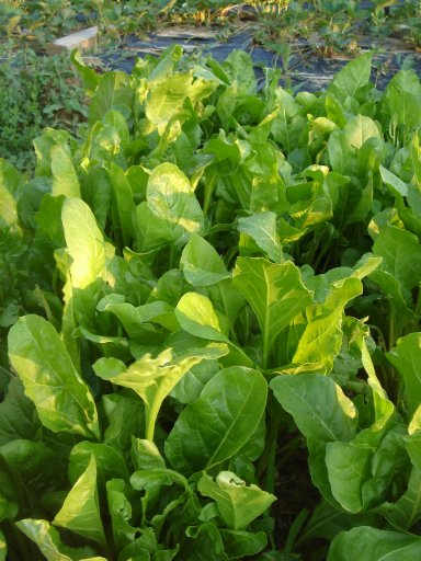 Name:  Perpetual_Spinach.jpg
Views: 3849
Size:  56.7 KB