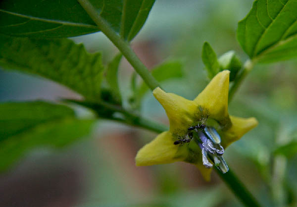 Name:  Tomatillo_Verde.jpg
Views: 1329
Size:  44.7 KB
