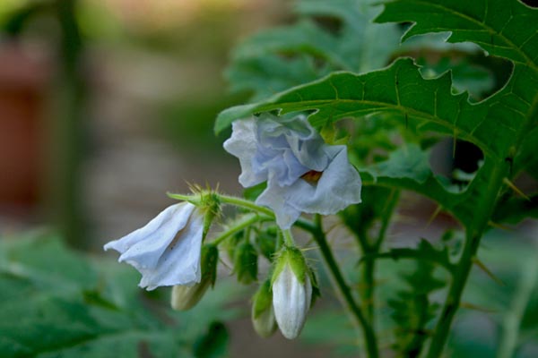 Name:  IMG_4907.JPG
Views: 1171
Size:  46.4 KB