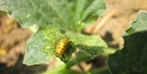 Name:  larva1.jpg
Views: 21984
Size:  42.7 KB