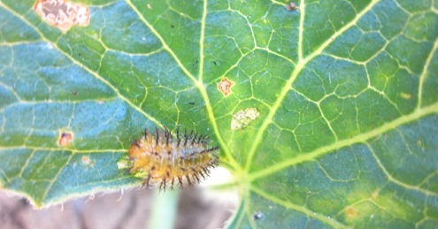 Name:  larva2.jpg
Views: 21730
Size:  61.5 KB