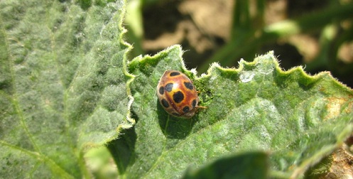 Name:  ergin2.jpg
Views: 21867
Size:  67.2 KB