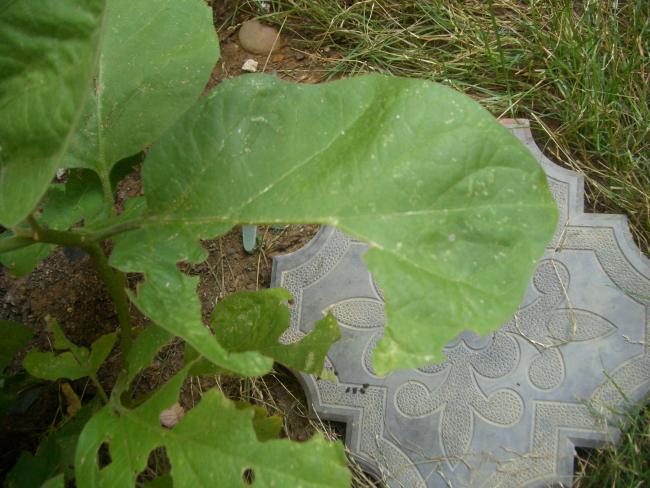 Name:  CIMG0965.jpg
Views: 86245
Size:  54.3 KB