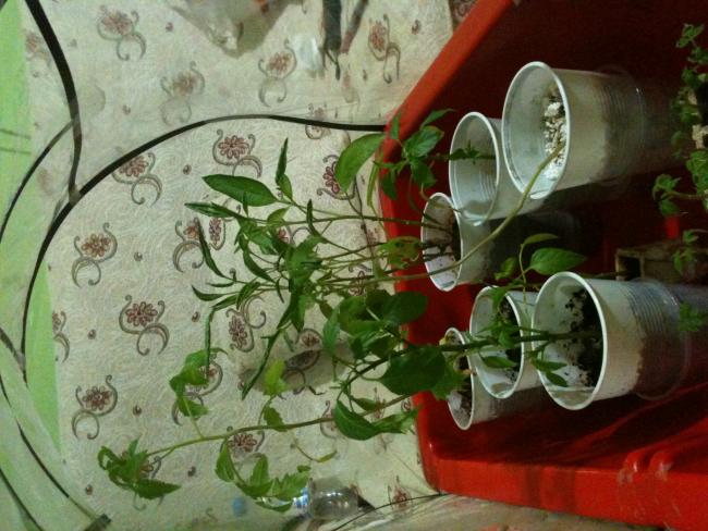 Name:  TUTANAK 091.jpg
Views: 2315
Size:  55.0 KB