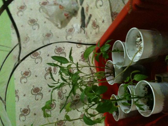 Name:  TUTANAK 092.jpg
Views: 2602
Size:  49.3 KB