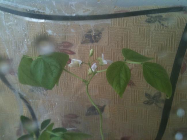 Name:  sera fasulye ve iekleri.jpg
Views: 2405
Size:  28.5 KB