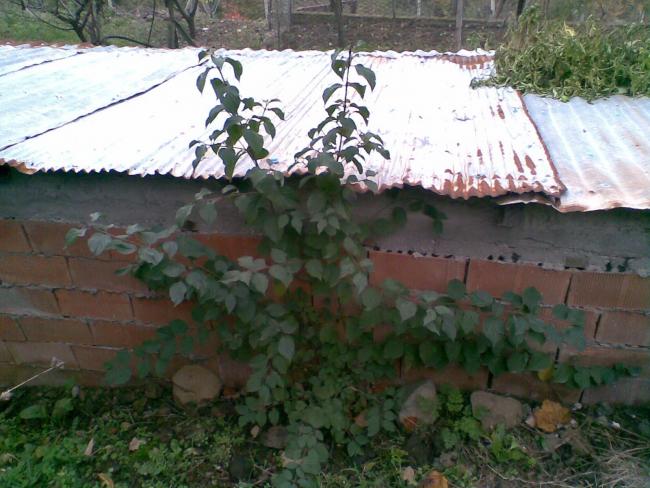 Name:  Salim062.jpg
Views: 8511
Size:  54.9 KB