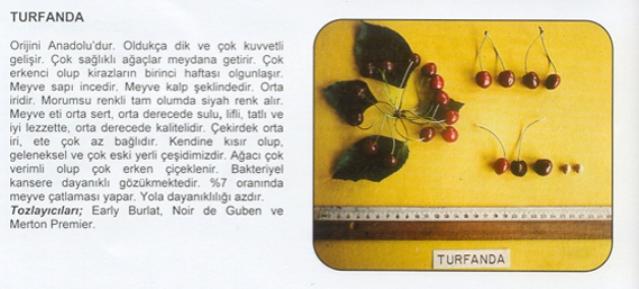 Name:  turfanda.jpg
Views: 2518
Size:  29.0 KB