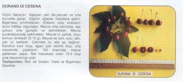 Name:  duranodi cesena.jpg
Views: 2513
Size:  27.4 KB
