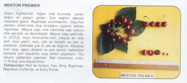 Name:  MERTON PREMER.jpg
Views: 2458
Size:  27.9 KB