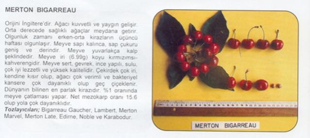 Name:  MERTOM BIGERRAU.jpg
Views: 2427
Size:  28.5 KB