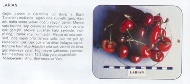 Name:  LARAN.jpg
Views: 2459
Size:  25.9 KB