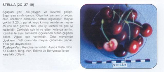 Name:  STELLA.jpg
Views: 2528
Size:  26.3 KB