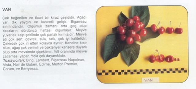 Name:  VAN.jpg
Views: 2463
Size:  26.2 KB