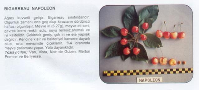 Name:  BGERAU NAP.jpg
Views: 2424
Size:  25.2 KB