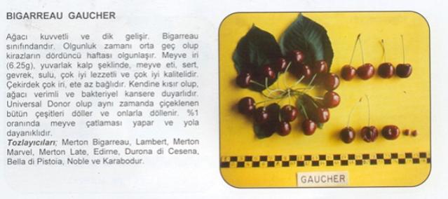 Name:  BGER GAUCH.jpg
Views: 2396
Size:  29.2 KB