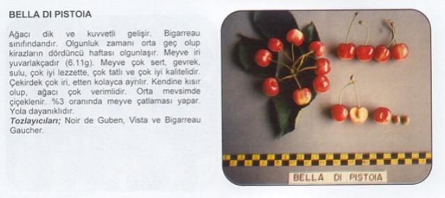 Name:  BELLADPS.jpg
Views: 2395
Size:  25.4 KB