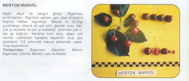 Name:  MERTON MARVEL.jpg
Views: 2404
Size:  25.8 KB
