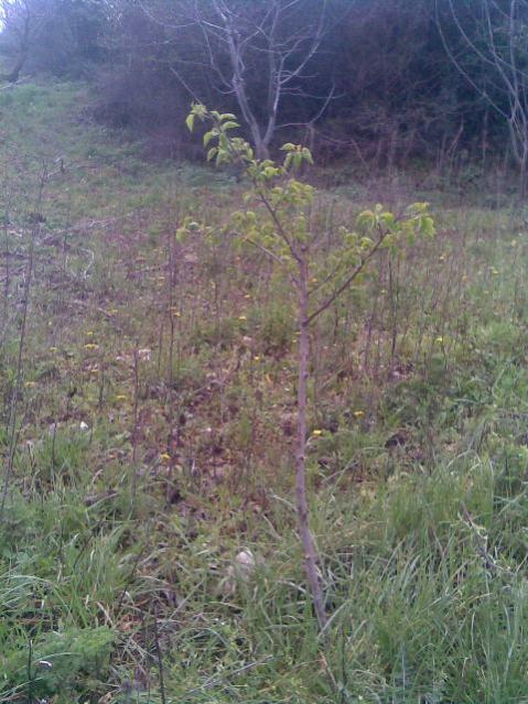 Name:  Grnt000.jpg
Views: 2291
Size:  62.9 KB