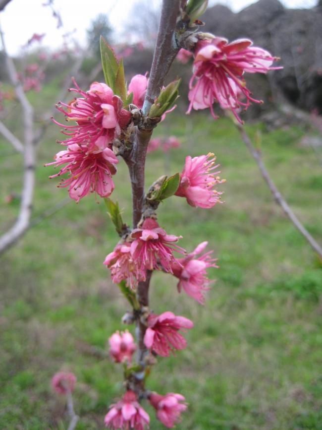 Name:  SamsunIMG_0040.jpg
Views: 2274
Size:  61.2 KB