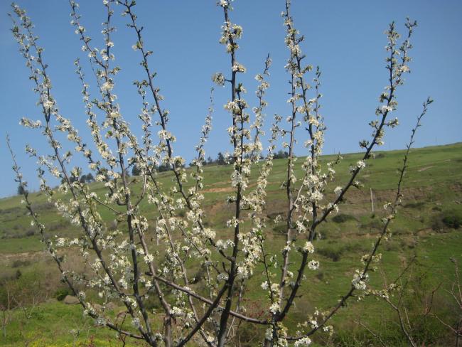 Name:  Samsunlu55IMG_0128.jpg
Views: 3052
Size:  64.2 KB