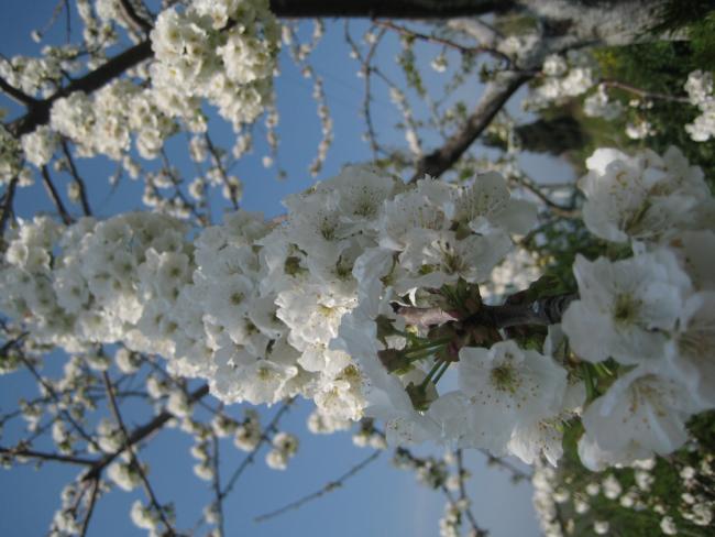 Name:  Samsunlu55IMG_0095.jpg
Views: 2393
Size:  46.9 KB