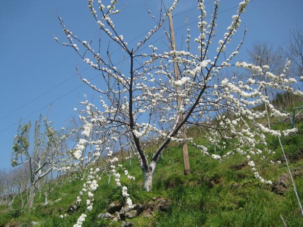 Name:  Samsunlu55IMG_0102.jpg
Views: 2376
Size:  68.2 KB