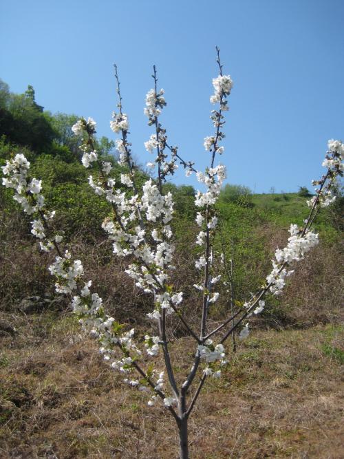 Name:  Samsunlu55IMG_0267.jpg
Views: 1819
Size:  72.0 KB