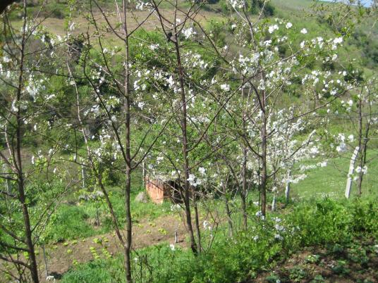 Name:  Samsunlu55IMG_0217.jpg
Views: 3376
Size:  69.9 KB