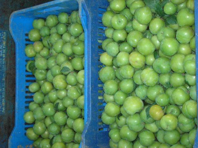 Name:  PICT0052.jpg
Views: 2230
Size:  46.8 KB