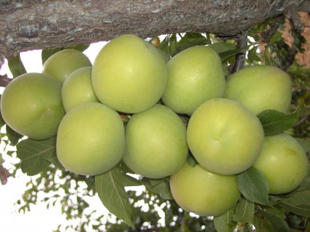 Name:  PICT0161.jpg
Views: 2401
Size:  42.8 KB
