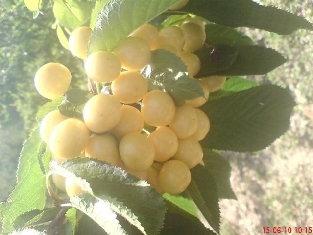 Name:  DSC01505.jpg
Views: 1837
Size:  38.4 KB