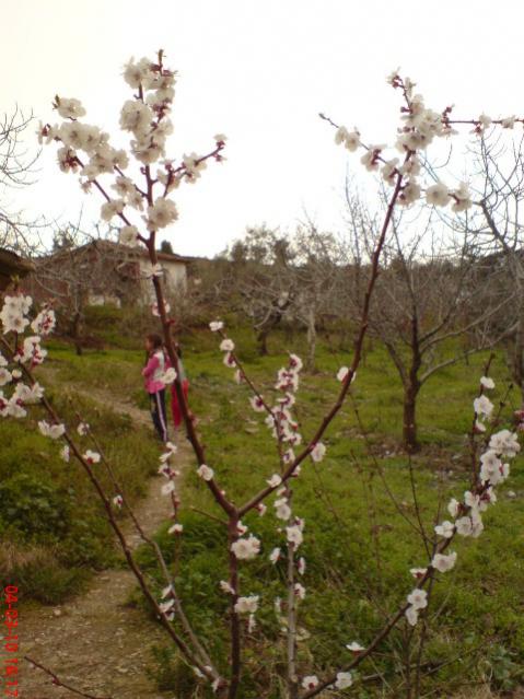 Name:  DSC01422.jpg
Views: 4259
Size:  52.5 KB