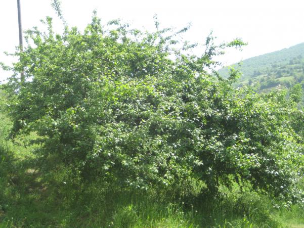 Name:  Samsunlu55IMG_0085.jpg
Views: 7792
Size:  69.4 KB