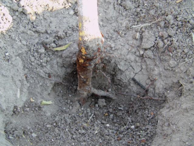 Name:  IMAG0005 [640x480].jpg
Views: 7001
Size:  63.2 KB