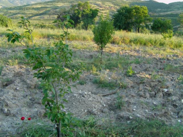 Name:  gzelhisar (7) [640x480].jpg
Views: 6383
Size:  64.3 KB