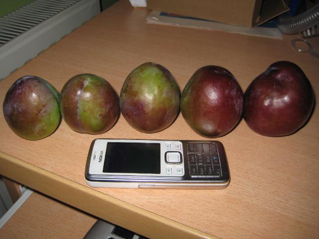 Name:  Samsunlu55IMG_0007.jpg
Views: 7786
Size:  38.9 KB