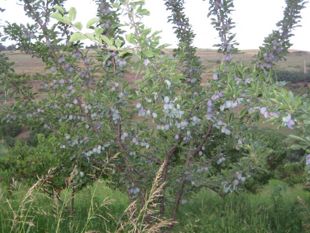 Name:  Samsunlu55IMG_0110.jpg
Views: 7910
Size:  68.7 KB