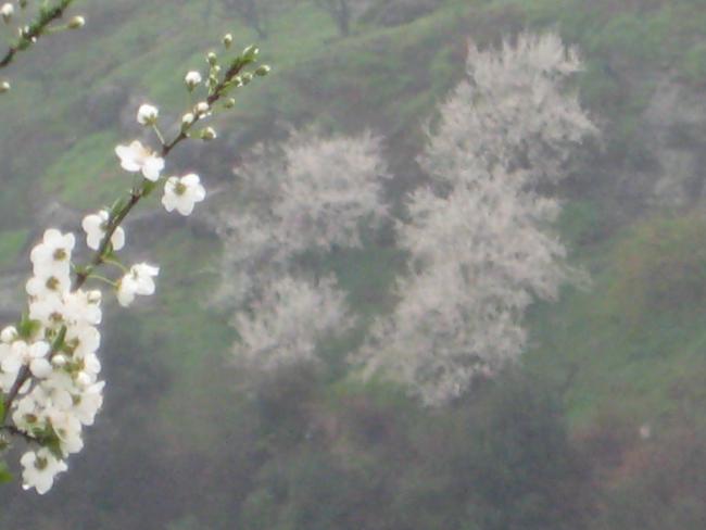 Name:  Samsunlu55 IMG_2081.jpg
Views: 7162
Size:  28.2 KB