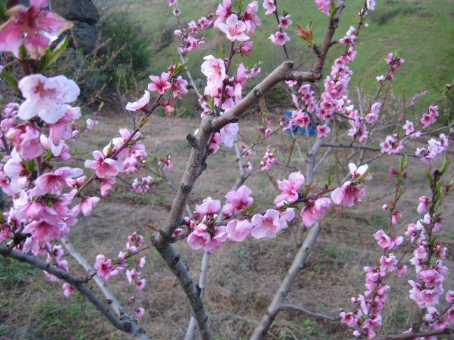 Name:  Samsunlu55 IMG_2420.jpg
Views: 5469
Size:  70.1 KB