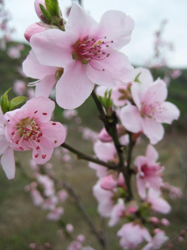 Name:  Samsunlu55 IMG_2166.jpg
Views: 2282
Size:  47.5 KB