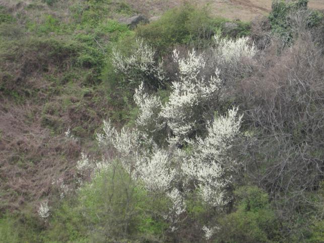 Name:  Samsunlu55 IMG_2394.jpg
Views: 7084
Size:  68.7 KB