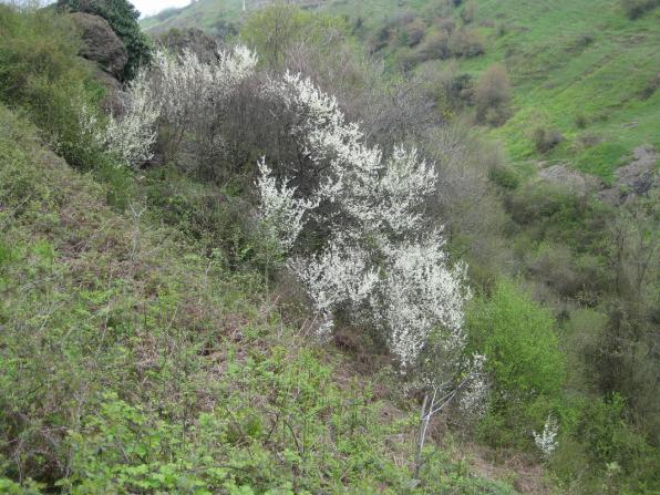 Name:  Samsunlu55 IMG_2401.jpg
Views: 7128
Size:  67.3 KB