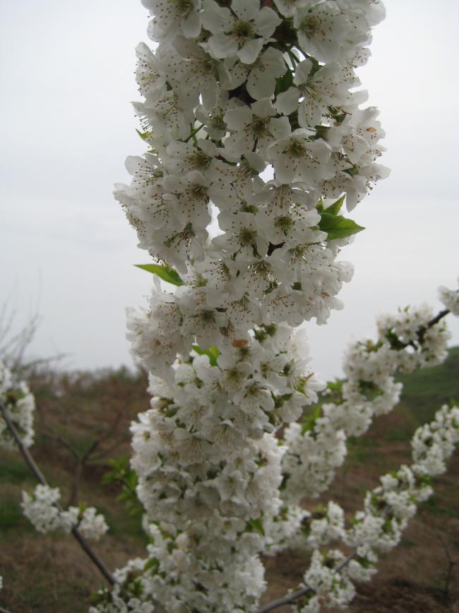 Name:  Samsunlu55 IMG_2451.jpg
Views: 1586
Size:  63.9 KB