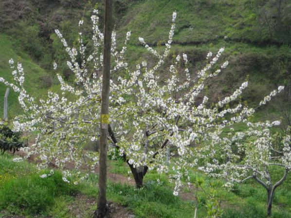 Name:  Samsunlu55 IMG_2388.jpg
Views: 1607
Size:  68.8 KB